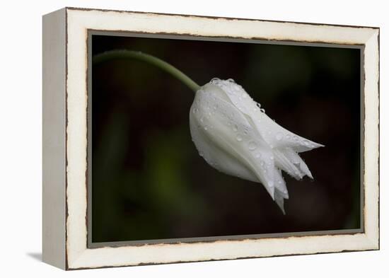 Close-up of Tulip with dew drops, Hope, Knox County, Maine, USA-Panoramic Images-Framed Premier Image Canvas