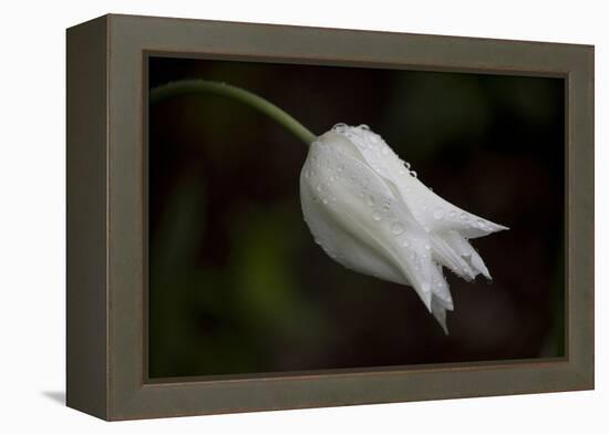 Close-up of Tulip with dew drops, Hope, Knox County, Maine, USA-Panoramic Images-Framed Premier Image Canvas