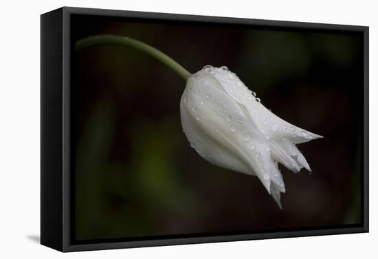 Close-up of Tulip with dew drops, Hope, Knox County, Maine, USA-Panoramic Images-Framed Premier Image Canvas