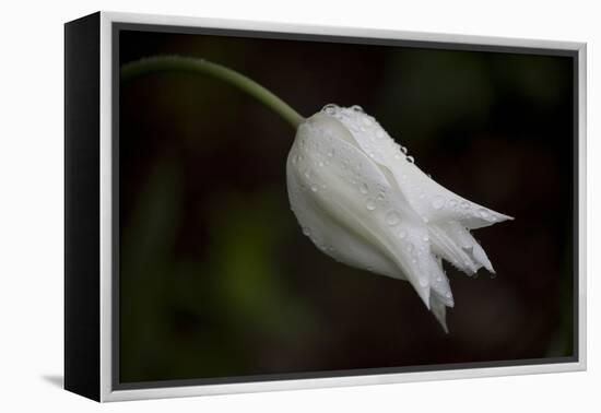 Close-up of Tulip with dew drops, Hope, Knox County, Maine, USA-Panoramic Images-Framed Premier Image Canvas