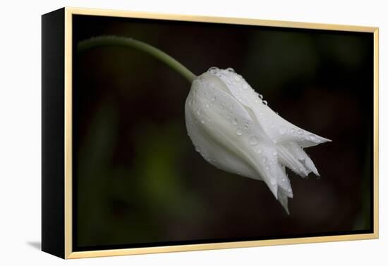 Close-up of Tulip with dew drops, Hope, Knox County, Maine, USA-Panoramic Images-Framed Premier Image Canvas