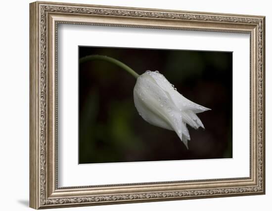 Close-up of Tulip with dew drops, Hope, Knox County, Maine, USA-Panoramic Images-Framed Photographic Print