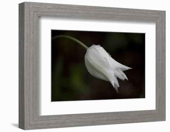 Close-up of Tulip with dew drops, Hope, Knox County, Maine, USA-Panoramic Images-Framed Photographic Print