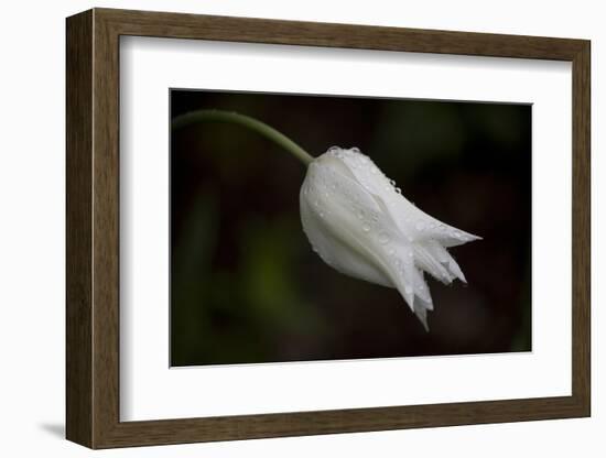 Close-up of Tulip with dew drops, Hope, Knox County, Maine, USA-Panoramic Images-Framed Photographic Print