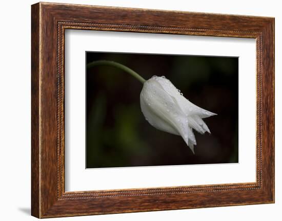 Close-up of Tulip with dew drops, Hope, Knox County, Maine, USA-Panoramic Images-Framed Photographic Print