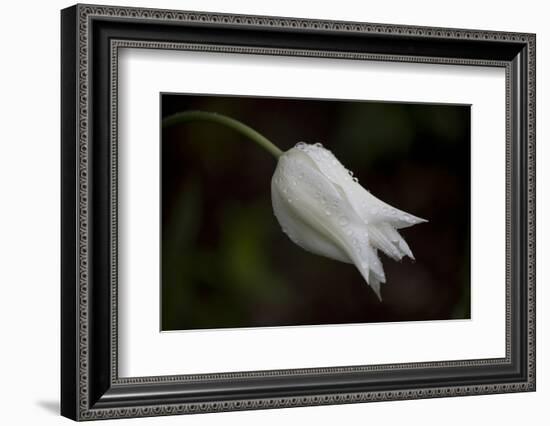 Close-up of Tulip with dew drops, Hope, Knox County, Maine, USA-Panoramic Images-Framed Photographic Print