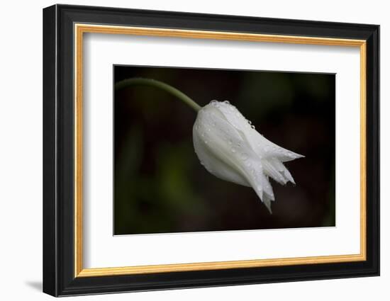 Close-up of Tulip with dew drops, Hope, Knox County, Maine, USA-Panoramic Images-Framed Photographic Print