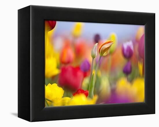 Close-up of tulips-Craig Tuttle-Framed Premier Image Canvas