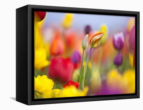 Close-up of tulips-Craig Tuttle-Framed Premier Image Canvas