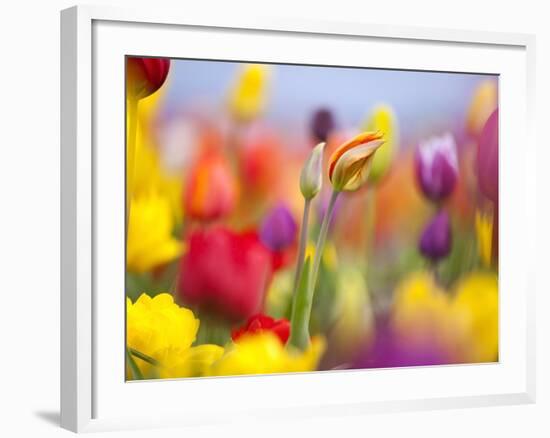 Close-up of tulips-Craig Tuttle-Framed Photographic Print