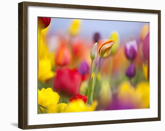 Close-up of tulips-Craig Tuttle-Framed Photographic Print