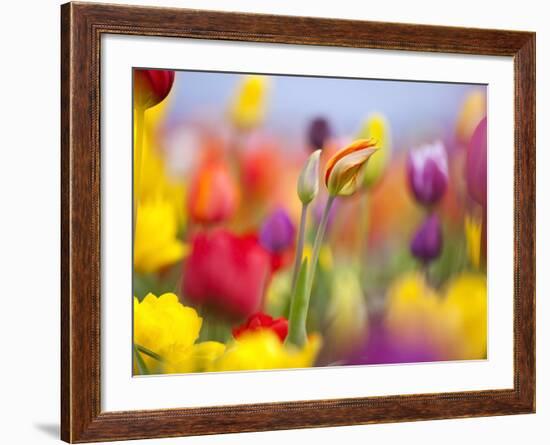 Close-up of tulips-Craig Tuttle-Framed Photographic Print