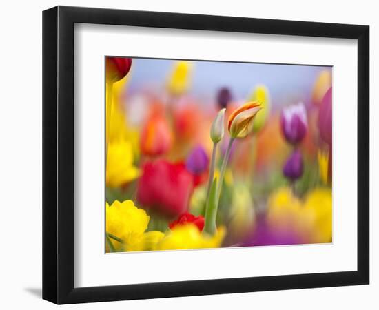 Close-up of tulips-Craig Tuttle-Framed Photographic Print