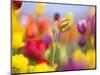 Close-up of tulips-Craig Tuttle-Mounted Photographic Print