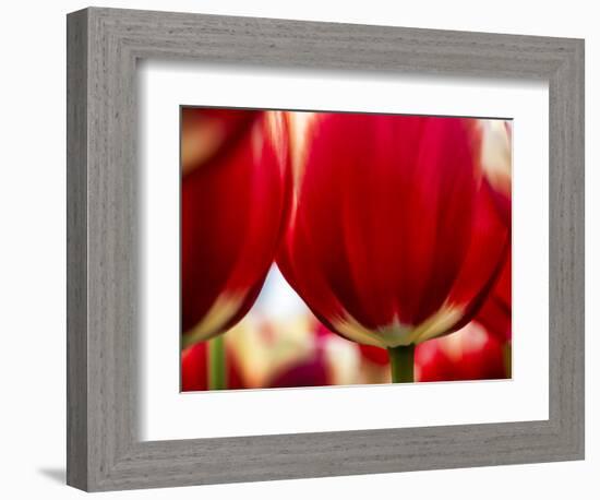 Close-up of tulips-Terry Eggers-Framed Photographic Print