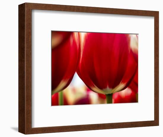 Close-up of tulips-Terry Eggers-Framed Photographic Print