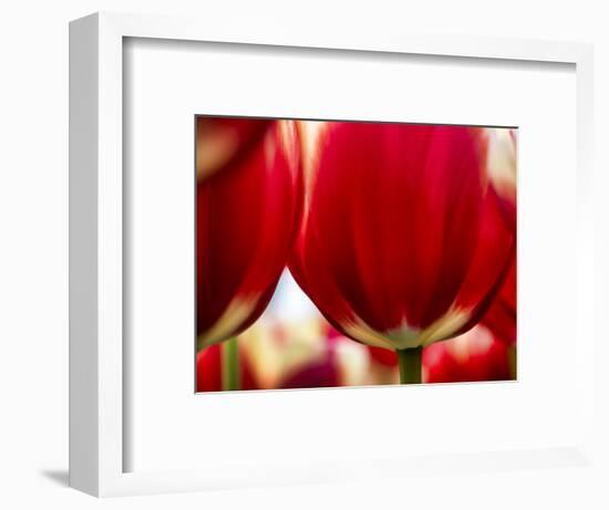 Close-up of tulips-Terry Eggers-Framed Photographic Print