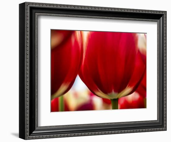 Close-up of tulips-Terry Eggers-Framed Photographic Print