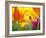 Close-up of tulips-Terry Eggers-Framed Photographic Print