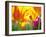 Close-up of tulips-Terry Eggers-Framed Photographic Print