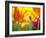 Close-up of tulips-Terry Eggers-Framed Photographic Print