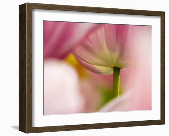 Close-up of tulips-Terry Eggers-Framed Photographic Print