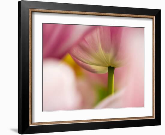 Close-up of tulips-Terry Eggers-Framed Photographic Print