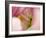 Close-up of tulips-Terry Eggers-Framed Photographic Print