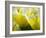 Close-up of tulips-Terry Eggers-Framed Photographic Print