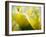 Close-up of tulips-Terry Eggers-Framed Photographic Print