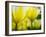 Close-up of tulips-Terry Eggers-Framed Photographic Print