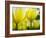 Close-up of tulips-Terry Eggers-Framed Photographic Print