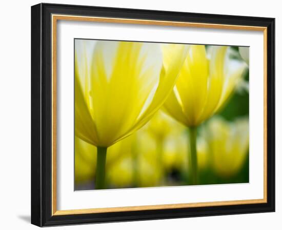 Close-up of tulips-Terry Eggers-Framed Photographic Print