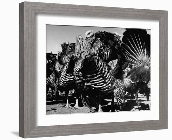 Close-Up of Turkeys on Farm-null-Framed Premium Photographic Print