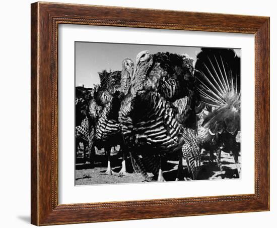 Close-Up of Turkeys on Farm-null-Framed Premium Photographic Print