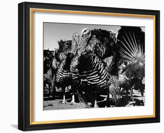 Close-Up of Turkeys on Farm-null-Framed Premium Photographic Print
