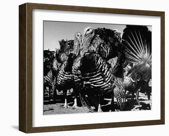 Close-Up of Turkeys on Farm-null-Framed Photographic Print