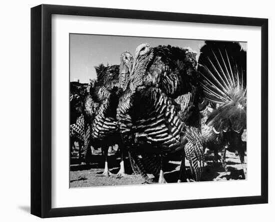 Close-Up of Turkeys on Farm-null-Framed Photographic Print