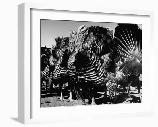 Close-Up of Turkeys on Farm-null-Framed Photographic Print