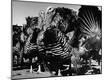 Photographic Print