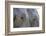 Close-Up of Two African Elephants (Loxodonta Africana)-Sergio Pitamitz-Framed Photographic Print