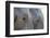 Close-Up of Two African Elephants (Loxodonta Africana)-Sergio Pitamitz-Framed Photographic Print