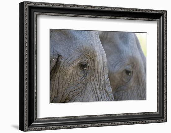 Close-Up of Two African Elephants (Loxodonta Africana)-Sergio Pitamitz-Framed Photographic Print