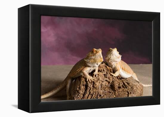 Close-up of two Bearded dragon on rock-null-Framed Premier Image Canvas