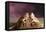 Close-up of two Bearded dragon on rock-null-Framed Premier Image Canvas