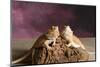 Close-up of two Bearded dragon on rock-null-Mounted Photographic Print