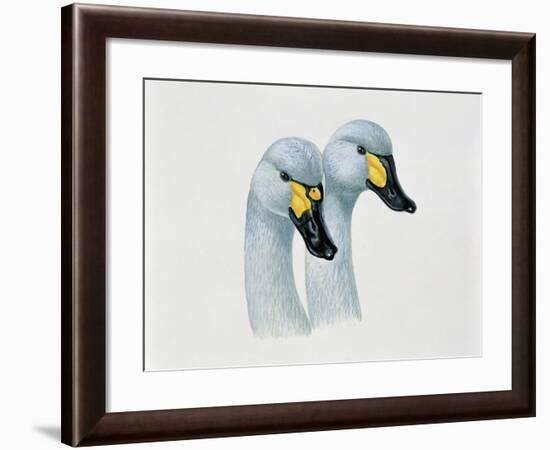 Close-Up of Two Bewick's Swans Mating (Cygnus Columbianus Bewickii)-null-Framed Giclee Print