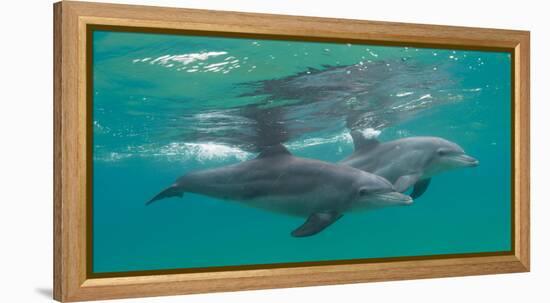 Close-Up of Two Bottle-Nosed Dolphins (Tursiops Truncatus) Swimming in Sea, Sodwana Bay-null-Framed Premier Image Canvas