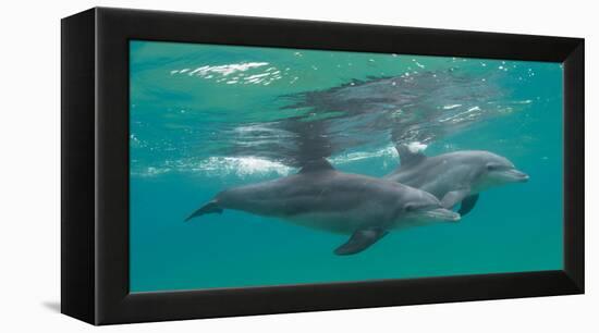 Close-Up of Two Bottle-Nosed Dolphins (Tursiops Truncatus) Swimming in Sea, Sodwana Bay-null-Framed Premier Image Canvas