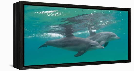 Close-Up of Two Bottle-Nosed Dolphins (Tursiops Truncatus) Swimming in Sea, Sodwana Bay-null-Framed Premier Image Canvas